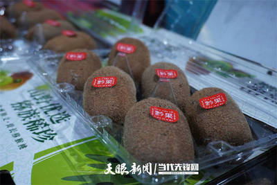 2021修文獼猴桃預(yù)售啟動|貴州獼猴桃為什么那么好吃?